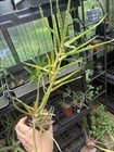 Aloe NOID dawei ? kedongensis 4” Pot Live Succulents — photo 4