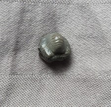 Very Rare Quality Ptychodus Shark Tooth Fossil South Dakota Cretaceous