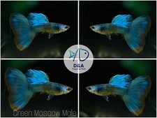 1 Trio Live Aquarium Guppy Fish High Quality - Green Moscow - USA Seller - A