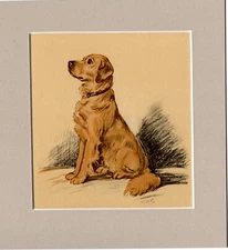 Lucy Dawson  ~ Golden Retriever ~  Colour Print Genuine Vintage 1937