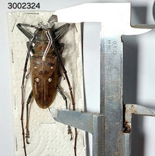 Batocera for sale | eBay