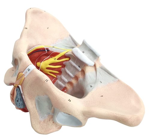 Female Pelvis Model with Pelvic Floor Muscles Perineal Model All in One Femal - Picture 5 of 7