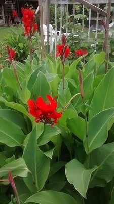 Pretty Imported Double Canna Lily Red Colour Flower Bulb Pack Of 2 Bulb