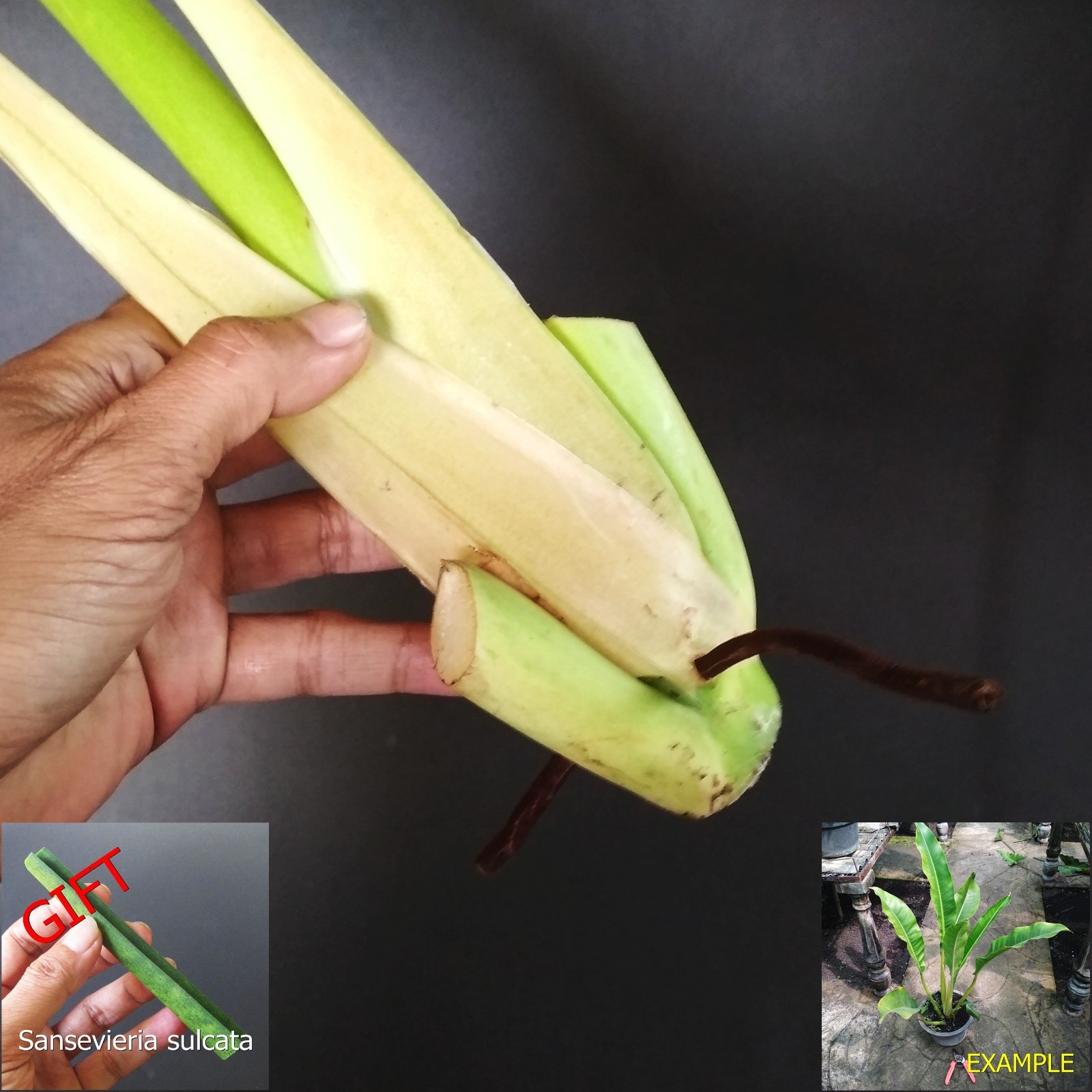 Corte 1 Extreme Raro Philodendron auriculatum Planta Tropical En Vivo + Regalo Gratis Corte 1 Extreme Raro Philodendron auriculatum Planta Tropical En Vivo + Regalo Gratis