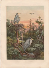 1859 Antique Chromolithograph Print of Birds Entitled - March And April.