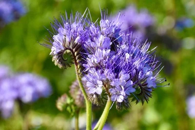 SEEDVILLE USA 300 PURPLE TANSY Lacy Fiddleneck Phacelia Tanacetifolia Flower Seeds