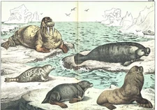 1886 Chromolithograph Schubert's Animals Walrus, Spotted Seal, Manatee, Sea Lion