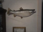Antique/VTG SALMON MOUNT  TAXIDERMY Fish Wall Mount Restaurant/Cabin King Trout?