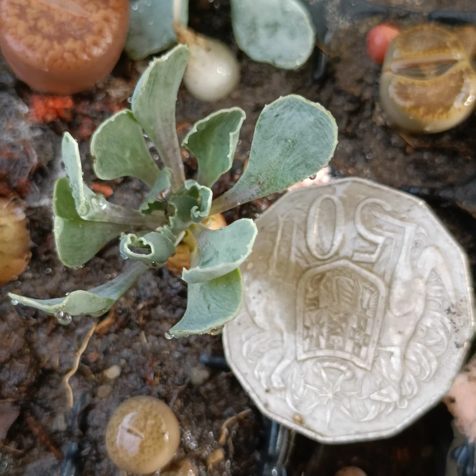 Othonna cacalioides Caudex rare Succulents plant - Image 2 of 2