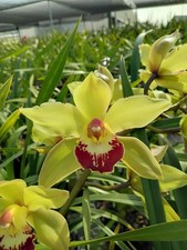 Cymbidium Barrita Metal ' 1'. 5" Pot