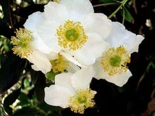 Carpenteria californica | Bush or California Anemone | 50 Seeds