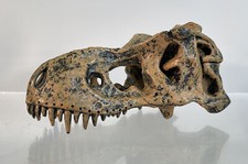 Tyrannosaurus Rex Skeleton Fossil 4.75” Head Part Top Jaw From 36” Model Kit