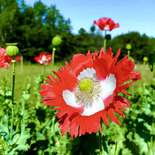 Echter Schlafmohn ~ 5700 seeds, 1,5 g++ / lat. Papaver Somniferum - Bild 17 von 17