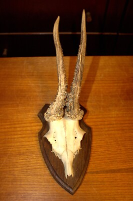 #ad #ad ANTIQUE ROE EUROPEAN DEER ANTLERS HUNTING HUNTER TROPHY TAXIDERMY GERMANY GIFT $51.75