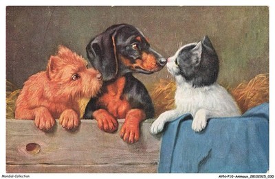 AYNP10-0885-KATZE - Katze und Dackel