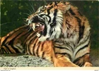 Postcard - Animals - Beasts - Tiger - CPSM Old Postcard Size - See Recto-Ve Scans
