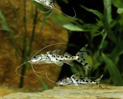 #ad 2x Polka Dot Pictus Catfish – Live Freshwater Fish – Community Bottom Feeder $34.99