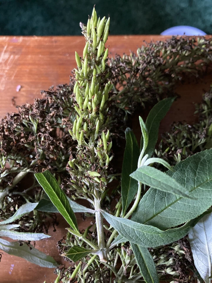 Arbusto perenne mariposa cristal blanco 100 semillas vendedor de EE. UU. Foto 4 de 4