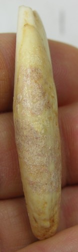 #30 Binh Tuy Vietnam 59mm 100% Natural Tooth Nanh Heo Rung 2 inch Specimen - Picture 4 of 7