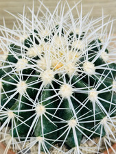 Echinocactus grusonii SPINA BIANCA, pot 10 cm (Cod.W87)