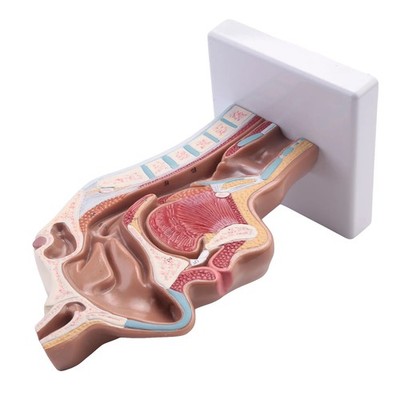 Medizinisches Modell Der Menschlichen Anatomischen Nasen Höhlen Hals Anatom9184