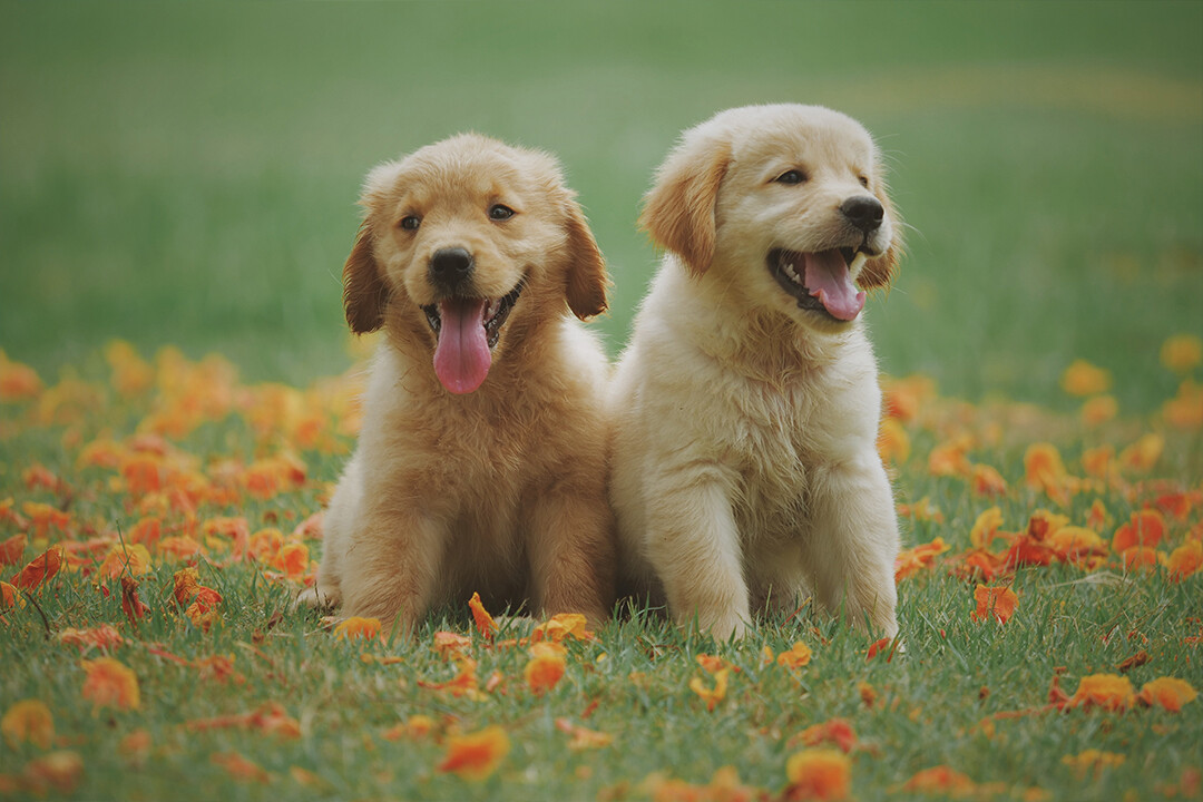 Two Little Dogs Yellow Puppies Art Wall Decor - POSTER 20x30 | eBay