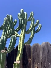 Myrtillocactus geometrizans “Blue Myrtle Cactus” 5 Inch Live Cutting