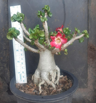 ADENIUM DORSET HORN ''Cha-Da-Pet''