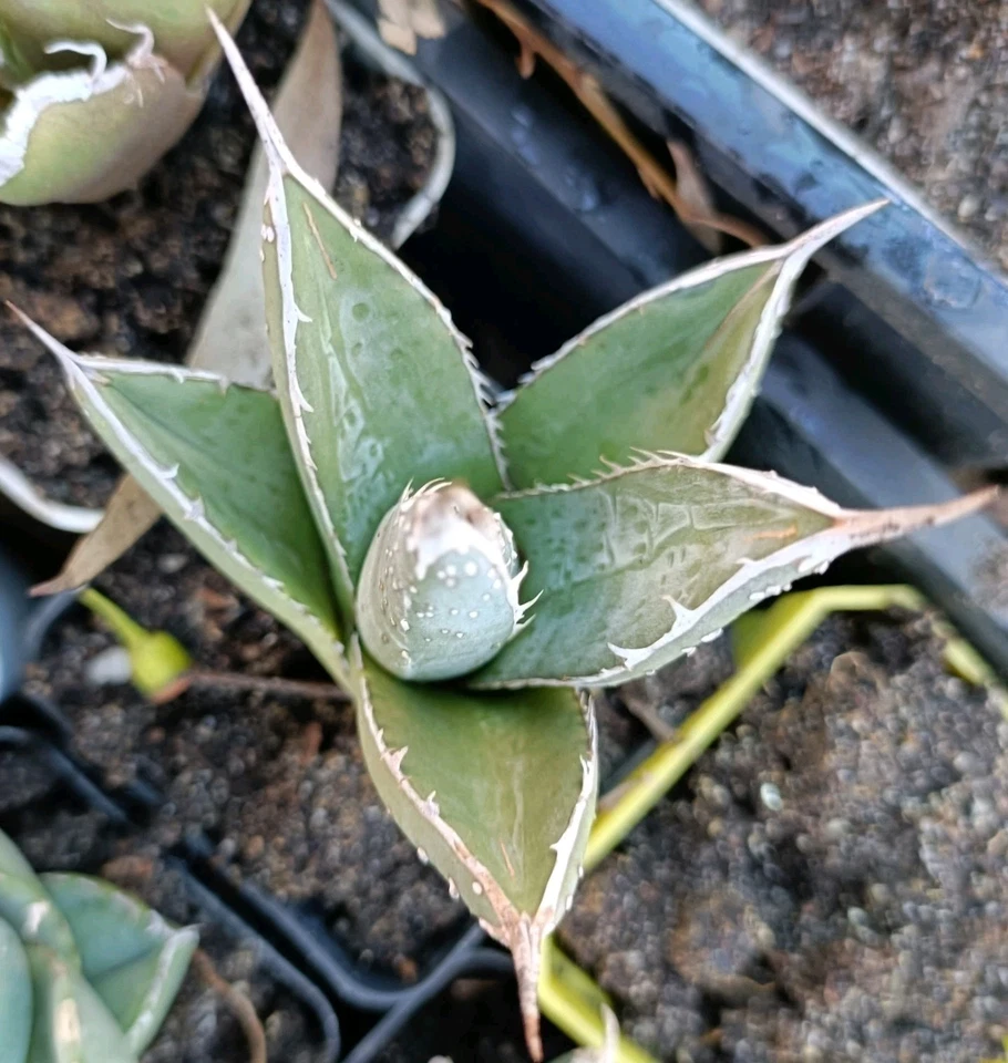 Agave ghiesbreghtii purpusorum nice Succulent plant - Image 2 of 2