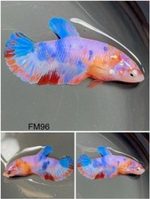 Female Betta Live Fish - Koi Candy Galaxy HMPK - FM96 - Sorority - Breeding