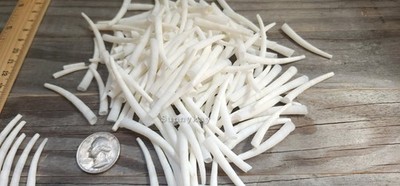 4oz (1/4 lb) smooth dentalium shells, 1 inch to 1.75 inch