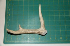 Small Branched Deer Antler Dog Chew 6 / bone chews deer elk treats deer 207