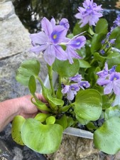 SPECIAL 4 Water Hyacinth Koi Pond Floating Plants Algae Filter 5  BLOOMS July