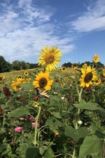 Sunflower Field Landscape Photograph Print Wall Art Home Decor - POSTER 20x30