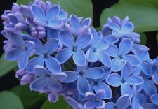 25 Blue Lilac Seeds Tree Fragrant Flowers Flower Perennial Seed 355 US SELLER