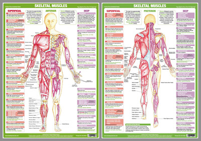 MUSCLE SYSTEM Human Anatomy Fitness Wall Chart Combo 2 POSTER SET (23 ...