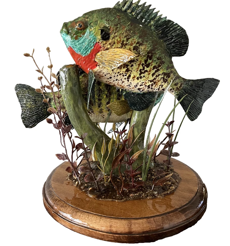 Branquias azules, branquias azules macho y hembra, peces sartén, mierdas, peces luna Foto 2 de 4