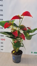 PLANTE D'ANTHURIUM EN POT DE 12 cm (photo réelle)