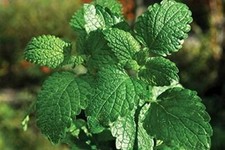 Peppermint Herb Seeds, Peppermint Seeds,