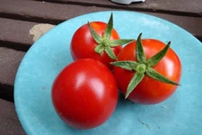 Mallorca - a winter tomato from Spain that is also a perfect salad tomato