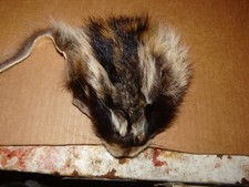1 tanned RACCOON face fur pelt skin FLY TYING native craft supplies purse bags 4