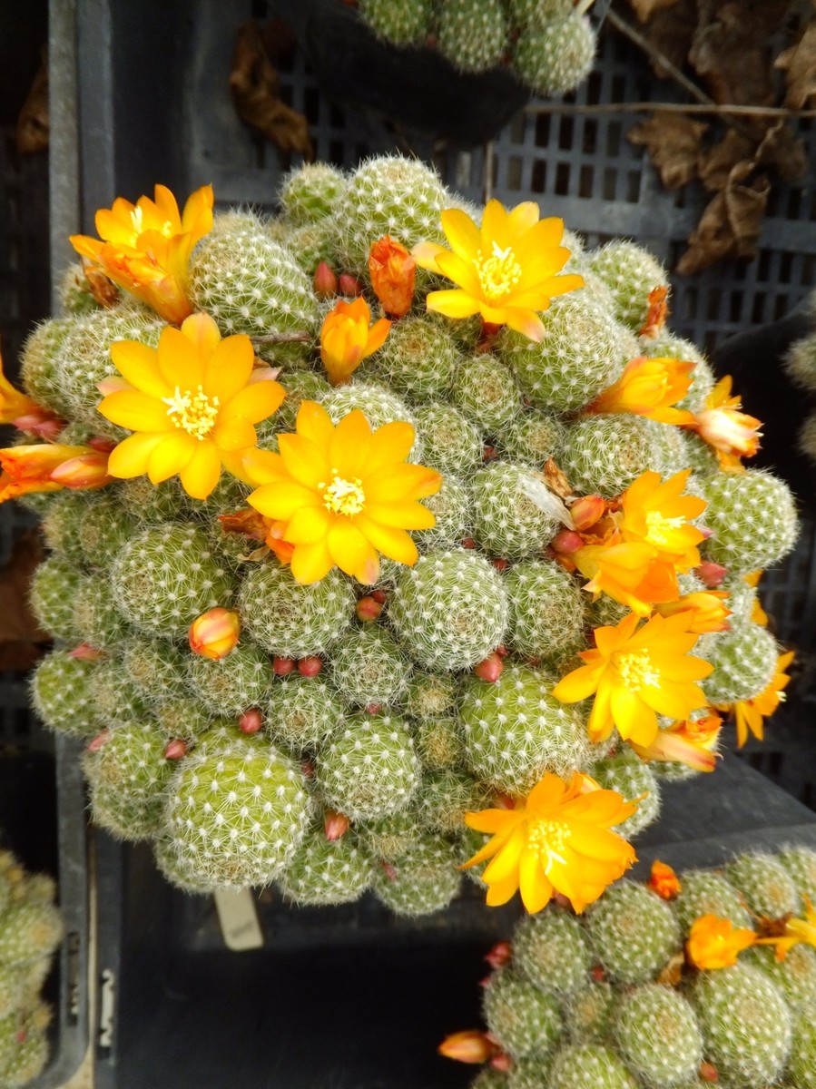 Cactus Rebutia fabrisii v aureiflora yellow fls 15 plants drought tolerant  LARGE | eBay
