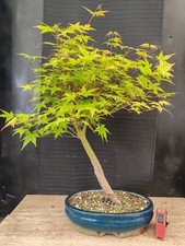 bonsai di acero palmato verde h 60 cm visita il negozio
