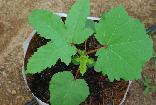 Ladies Finger ( Bandakka ) 100 seeds free shipping world wide - Picture 3 of 5