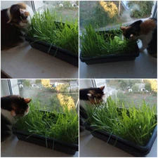 Grass for cats Seeds,150 Cat Grass, heirloom organic seeds -73 