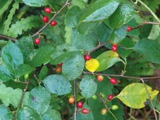 Lindera benzoin SPICEBUSH SHRUB Seeds!