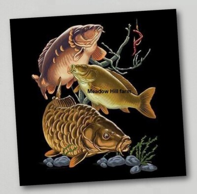 Kühlschrankmagnet Common / Spiegel Karpfen Kunst Süßwasser Fische grob XL Größe (12)