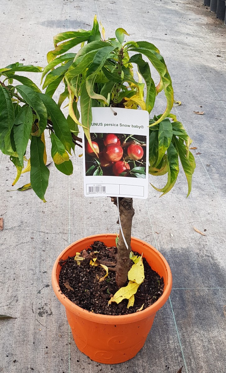 Nectarinier Nain SNOW BABY 'Zaisno' pour récolter des fruits sans avoir un grand jardin