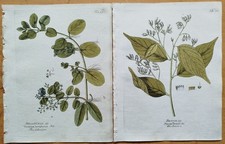 4 Drucke Myroxylon Balsamum Benzoe etc. + Vietz Botanik + 1800
