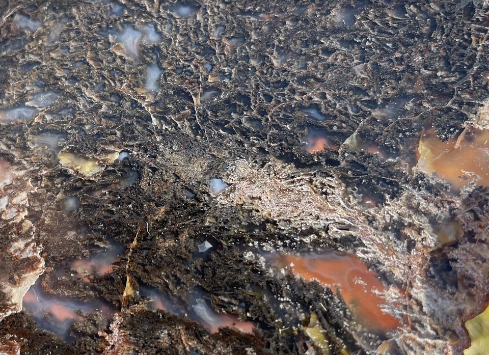 DIGNUTAH POLISHED TOM MINER BASIN PETRIFIED WOOD LIMB CAST DISPLAY